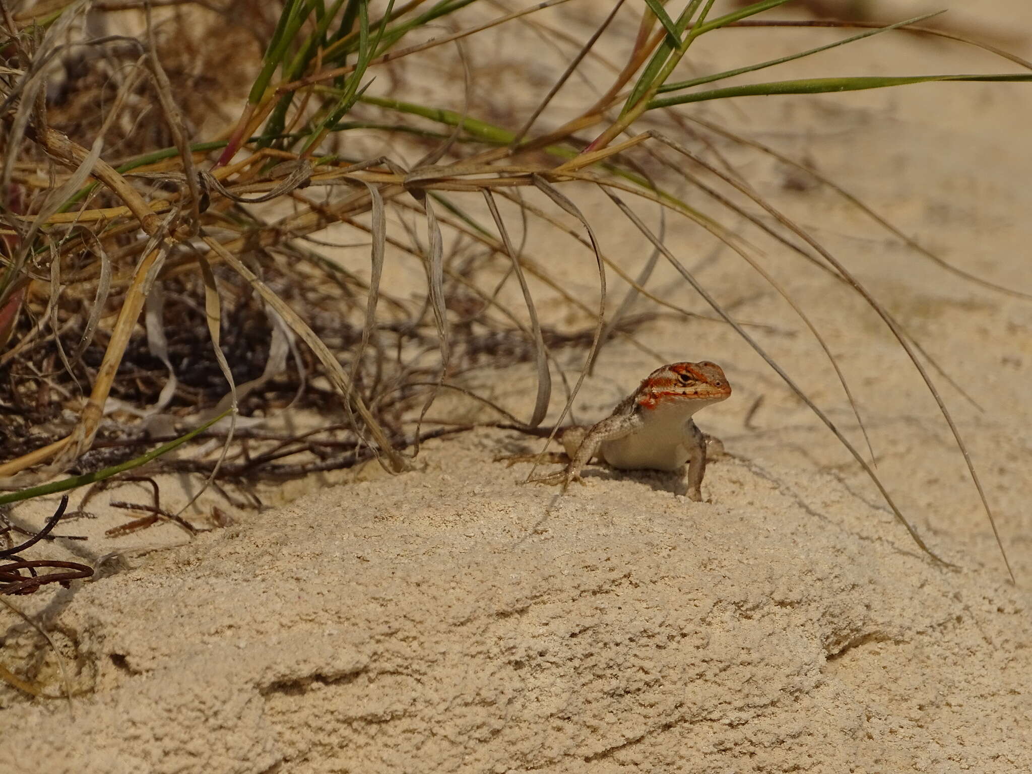 Image of Cozumel Spiny Lizard