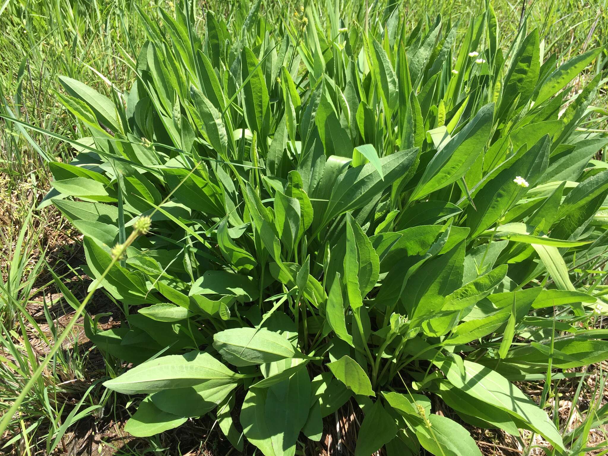 Image of rough coneflower