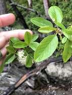 Imagem de Prunus emarginata var. mollis (Dougl.) Brewer