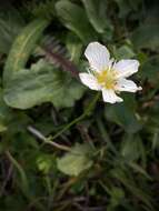 Image of fringed grass of Parnassus