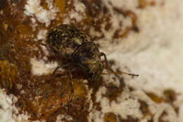 Image of Coffee Bean Weevil