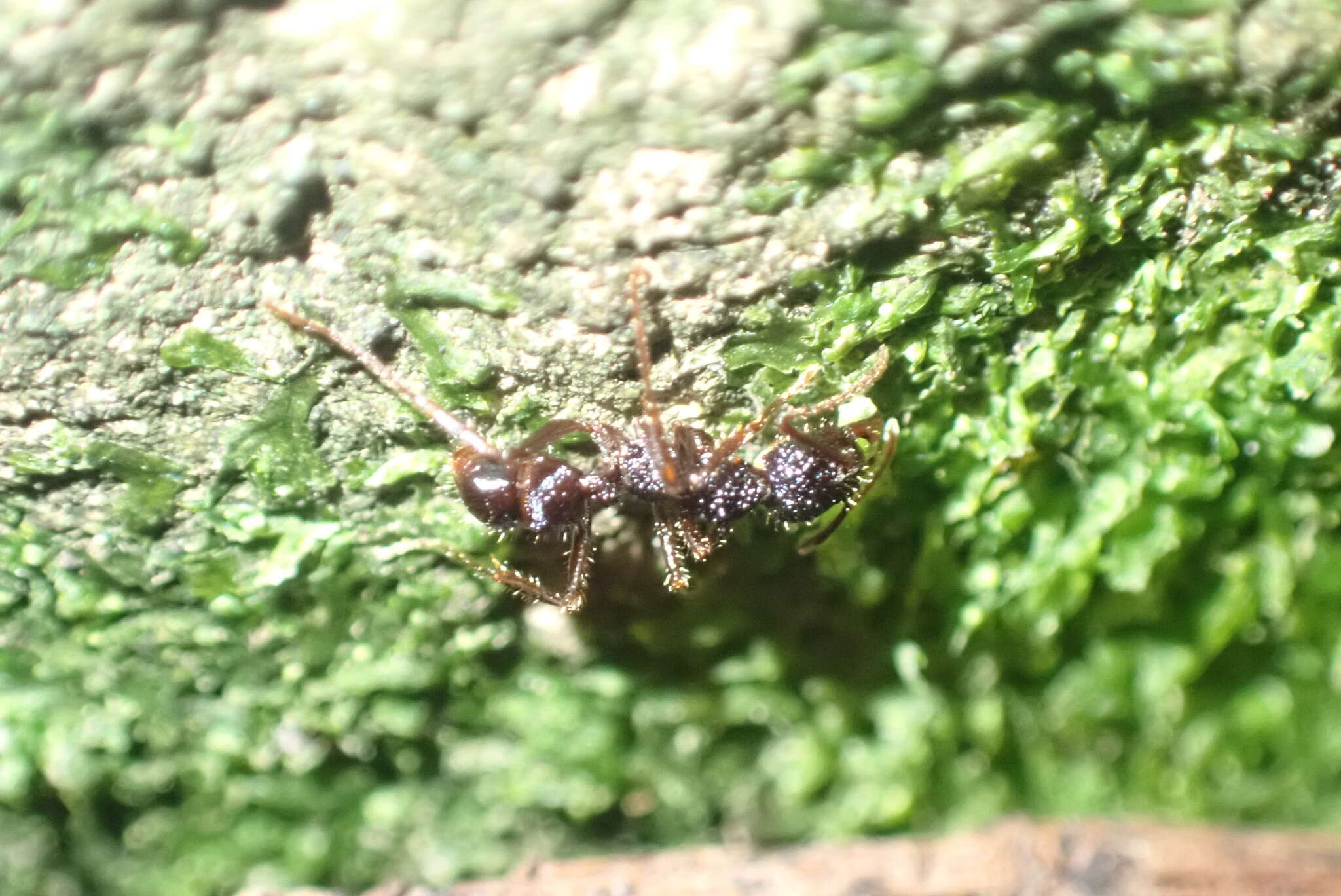 Image of Rhytidoponera chalybaea Emery 1901