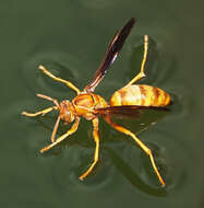 Слика од Polistes flavus Cresson 1868