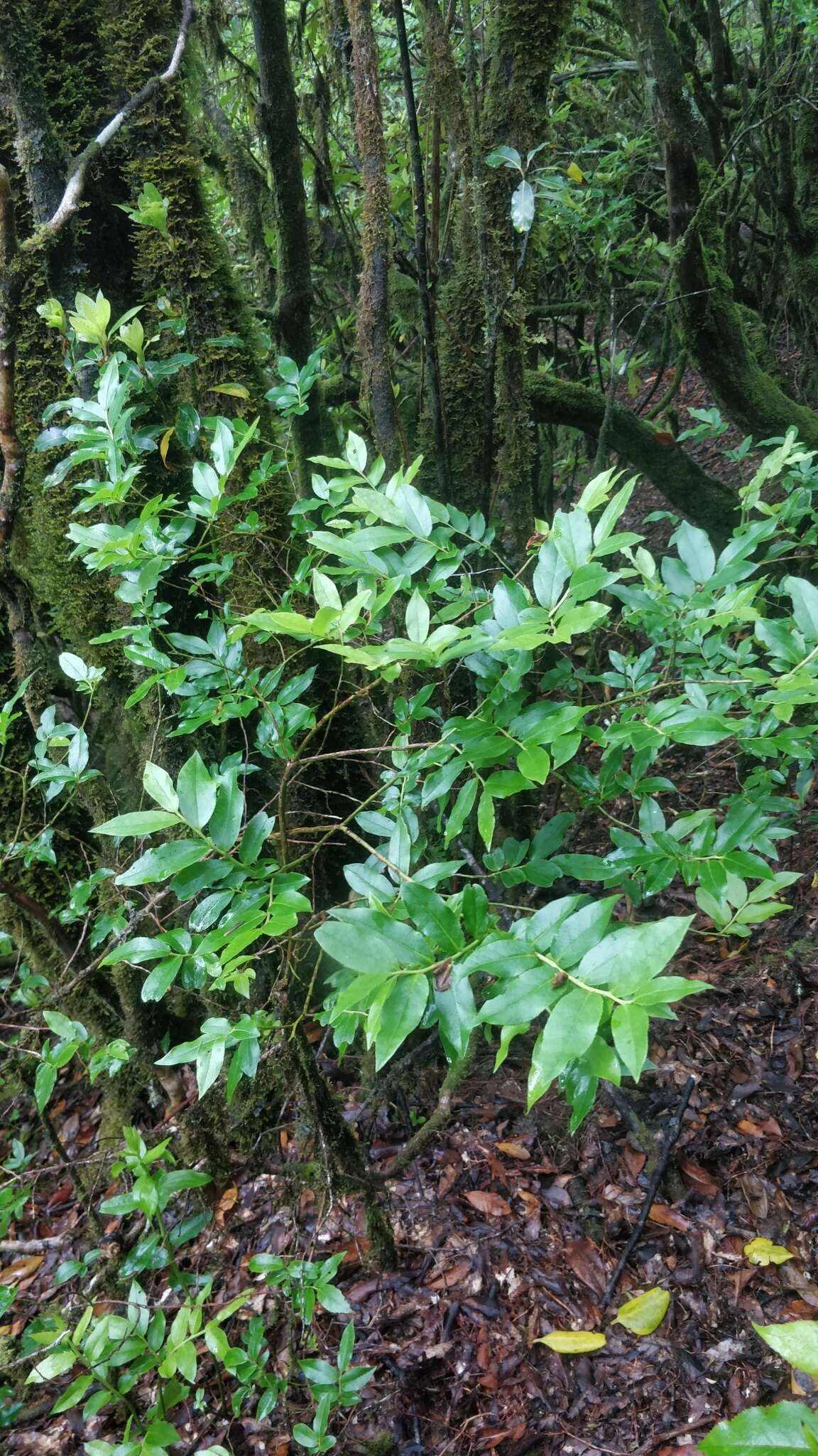 Sivun Vaccinium padifolium J. E. Sm. kuva