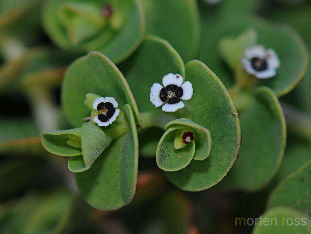 Imagem de Euphorbia amplexicaulis Hook. fil.