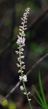 Слика од Liriope graminifolia (L.) Baker