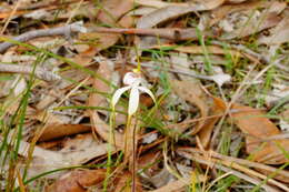 Image of Graceful spider orchid