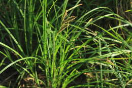 Carex acuta L. resmi