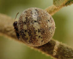 Image of Mirabilis Kermes