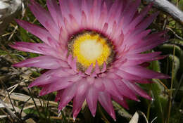 Image of Helichrysum ecklonis Sond.