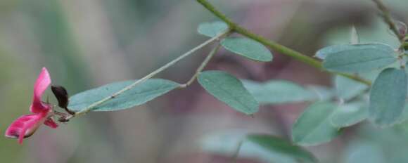 Indigofera schinzii N. E. Br.的圖片