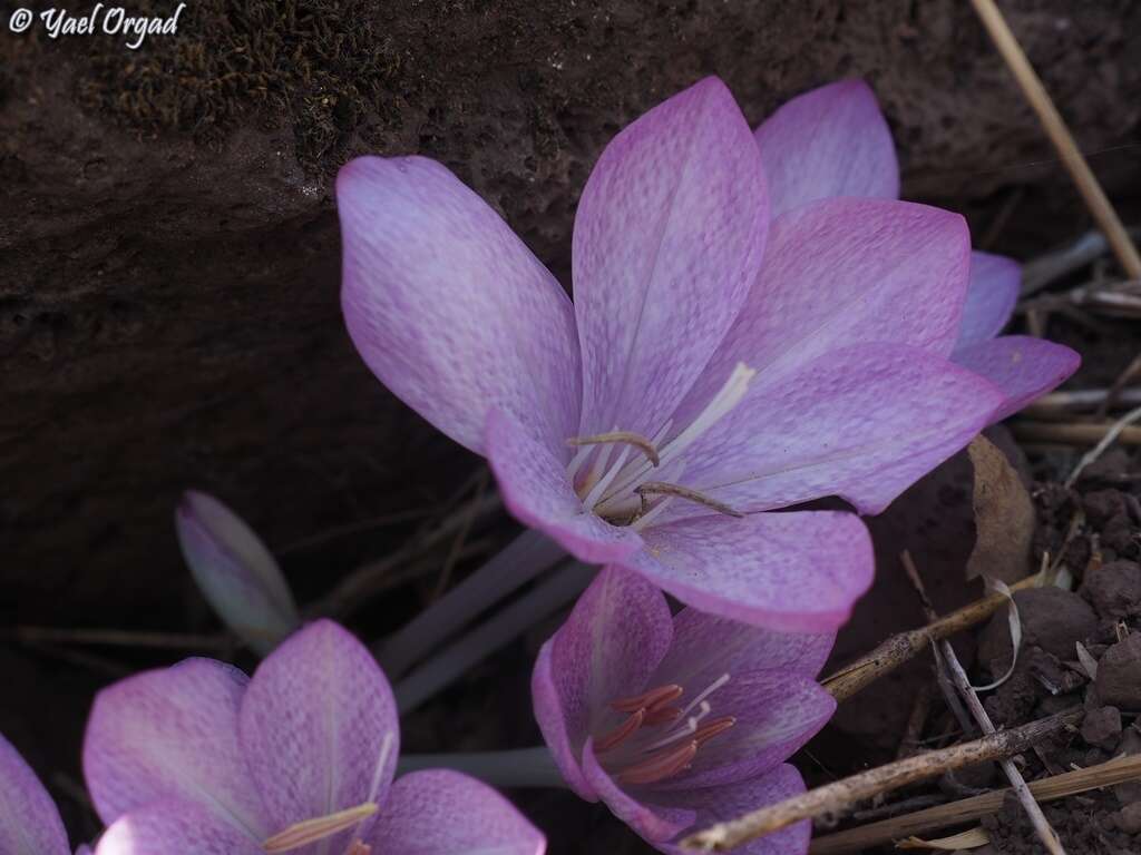 Image of Colchicum feinbruniae K. Perss.