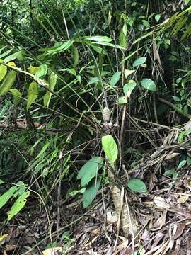 Image of Zamia fairchildiana L. D. Gómez