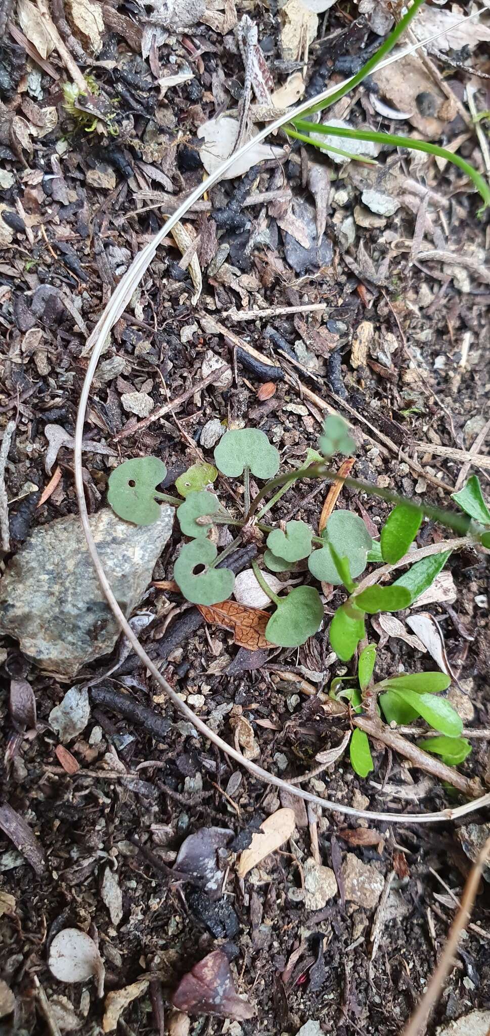 Image of Cardamine dactyloides