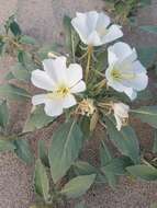 Imagem de Oenothera deltoides Torr. & Frem.