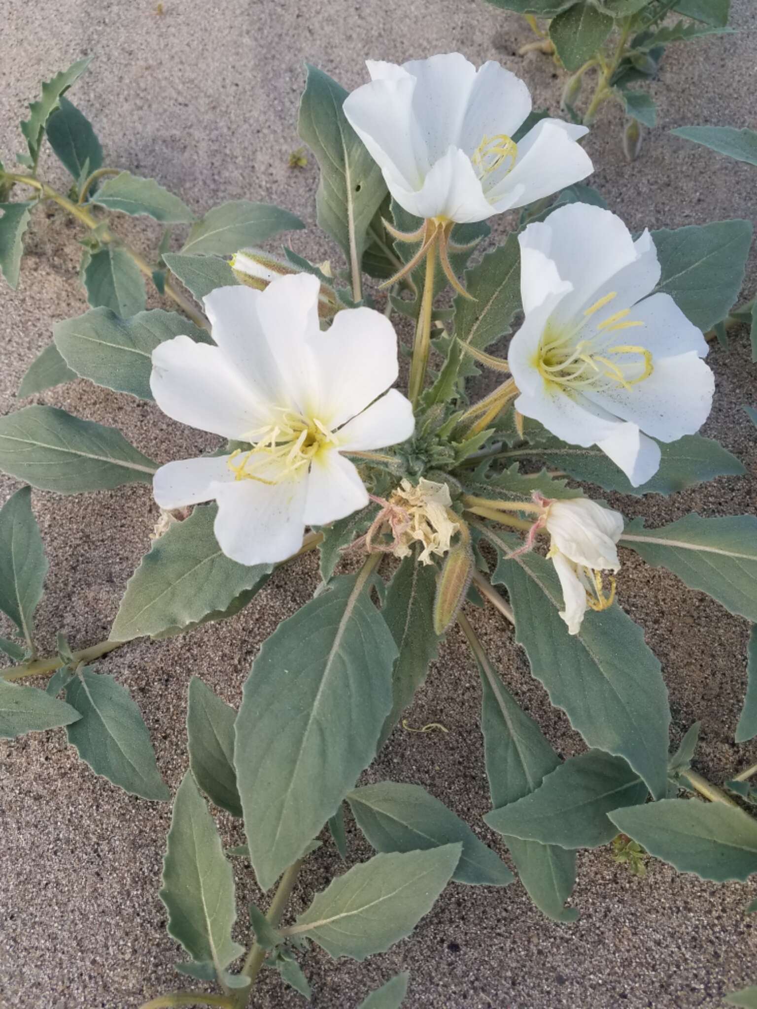 Imagem de Oenothera deltoides Torr. & Frem.