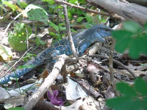 Image of Giant ameiva