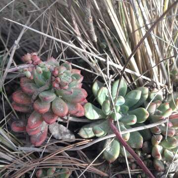 Image of Echeveria amoena L. de Smet ex E. Morr.