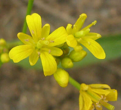 Image of Rorippa fluviatilis (E. Mey. ex Sond.) Thell.