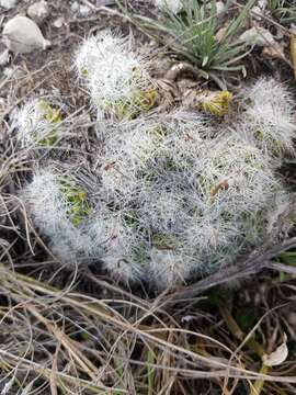 Image of Mammillaria kraehenbuehlii (Krainz) Krainz