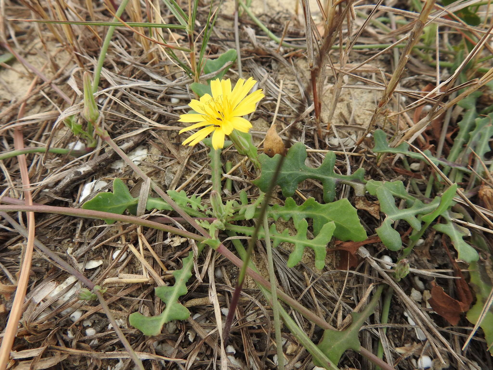 Image of Launaea sarmentosa (Willd.) Sch. Bip. ex Kuntze