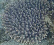 Sivun Acropora millepora (Ehrenberg 1834) kuva