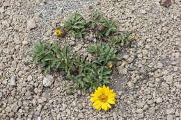 Notopappus prunelloides (Poepp. ex Less.) Klingenb. resmi