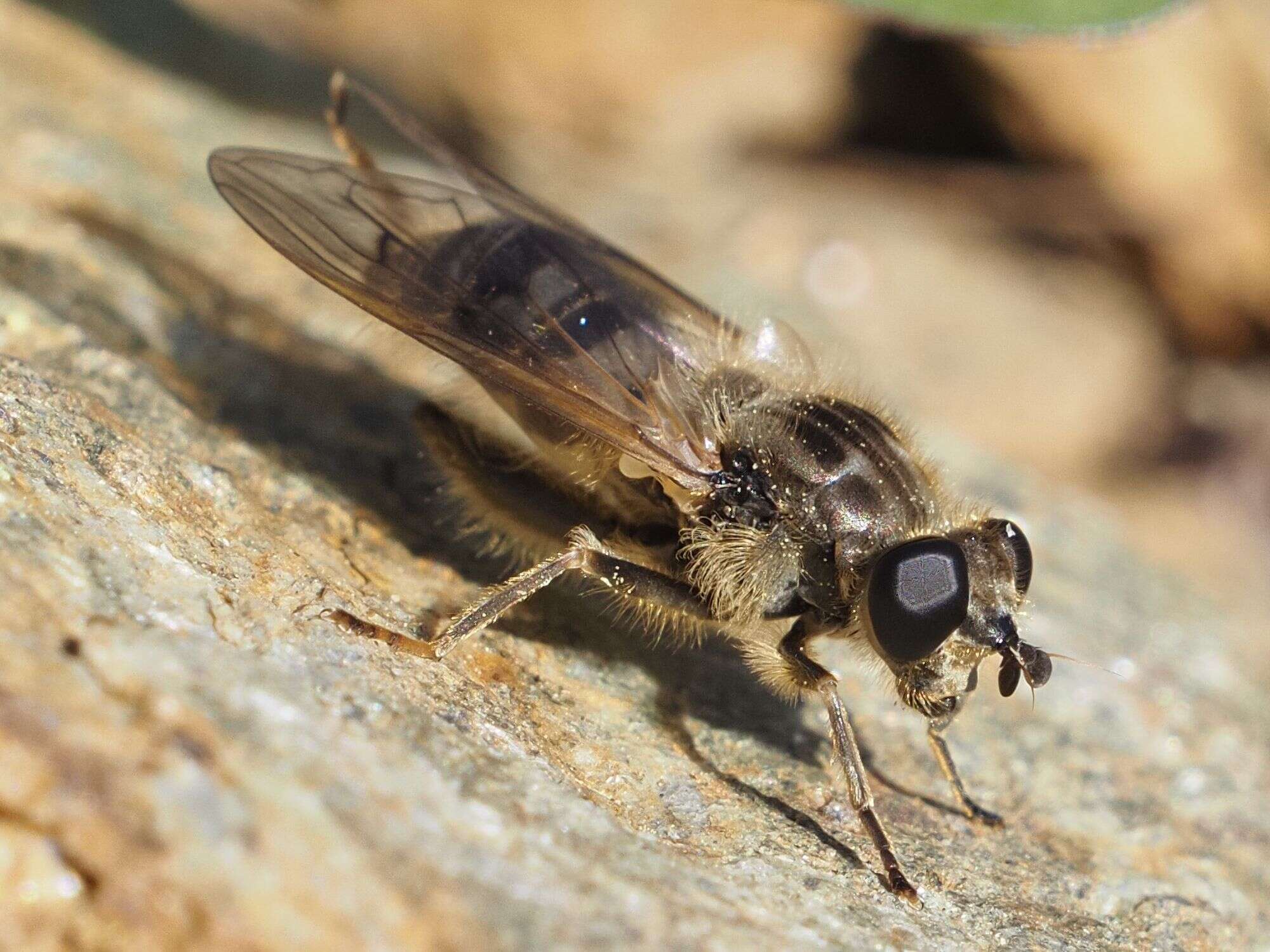 صورة Chalcosyrphus eunotus (Loew 1873)