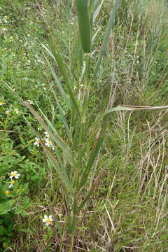 صورة Phragmites karka (Retz.) Trin. ex Steud.