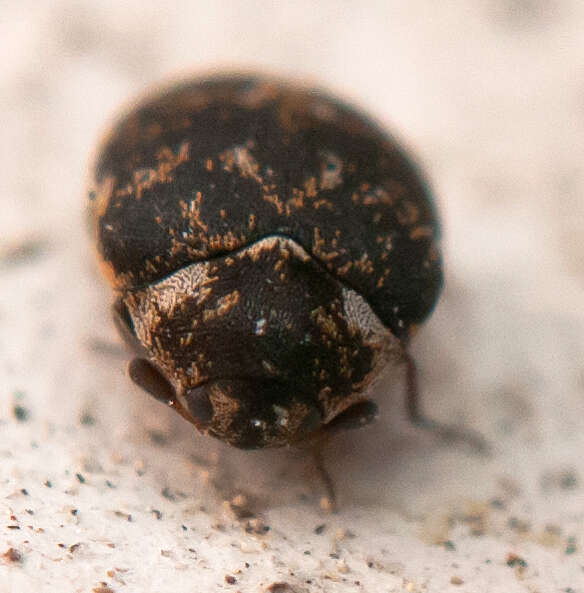 Image of Anthrenus museorum (Linnaeus 1761)