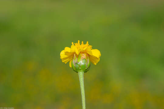 Image of Tridax balbisioides (Kunth) A. Gray