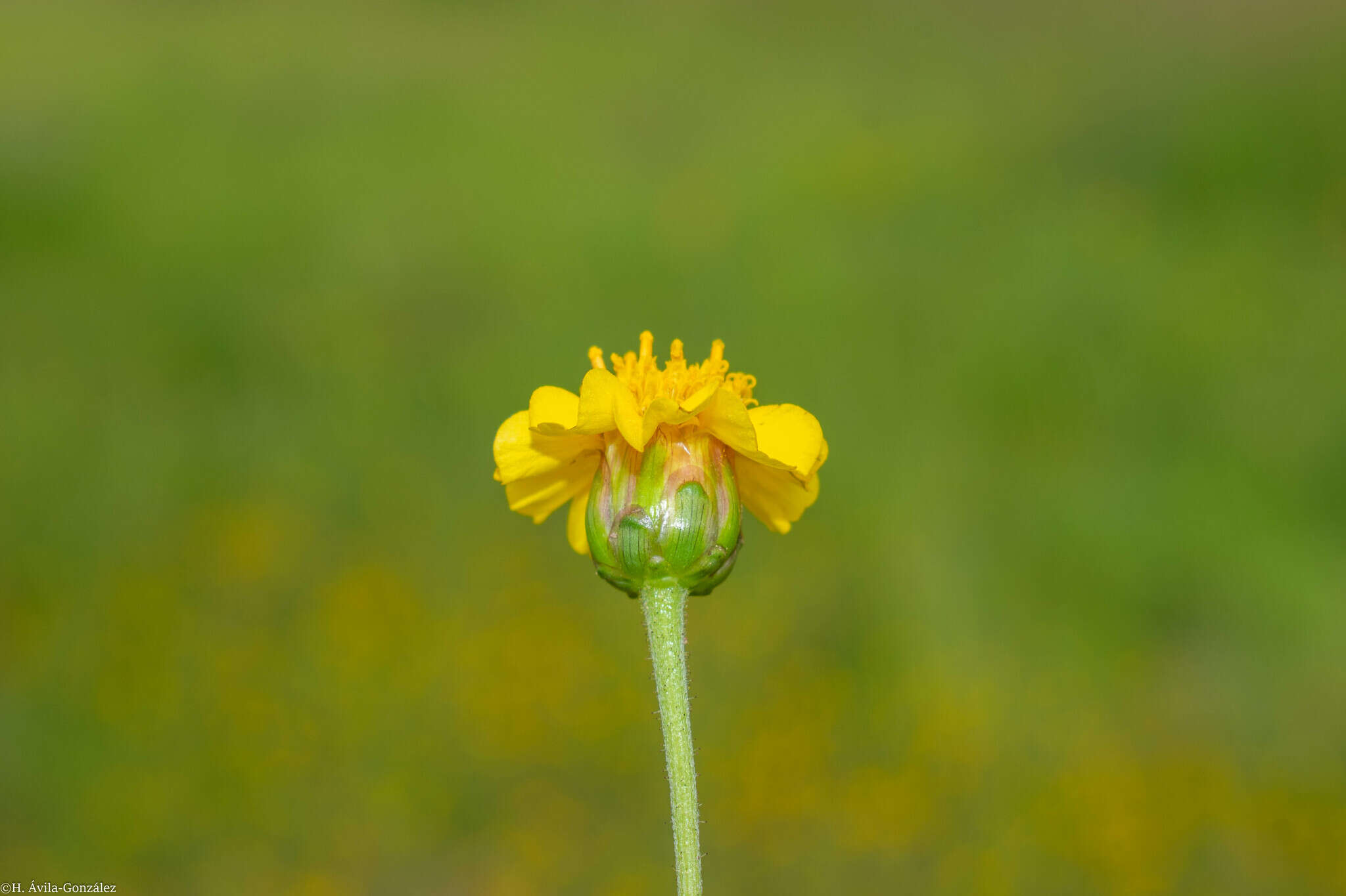 Image de Tridax balbisioides (Kunth) A. Gray