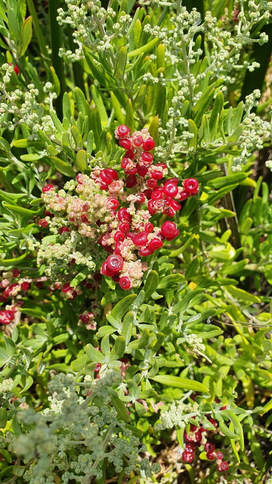 Sivun Chenopodium baccatum Labill. kuva