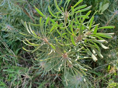 Plancia ëd Leucadendron galpinii Phillips & Hutchinson