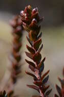 Imagem de Epacris alpina Hook. fil.