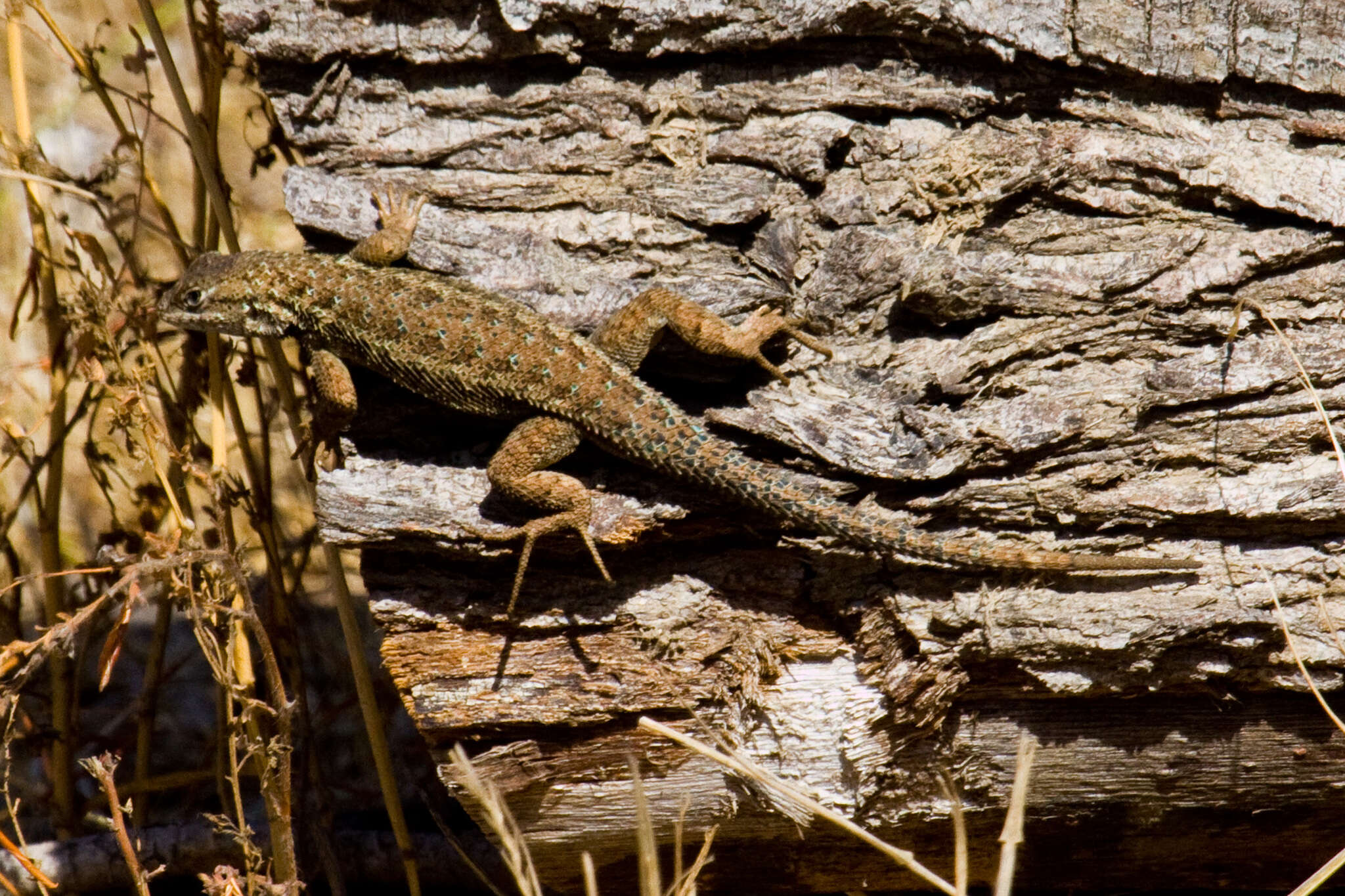 Image of Sceloporus becki Van Denburgh 1905