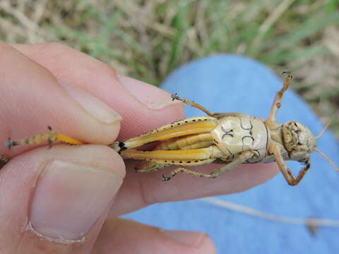 Melanoplus ponderosus (Scudder & S. H. 1875)的圖片