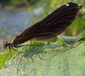 Image of Calopteryx virgo Linnaeus 1758