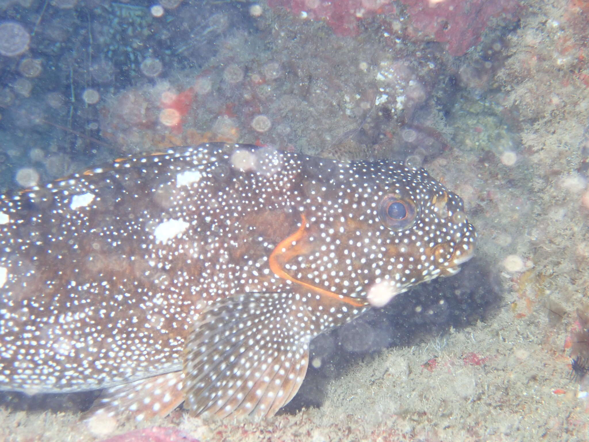 Image of Notchheaded marblefish