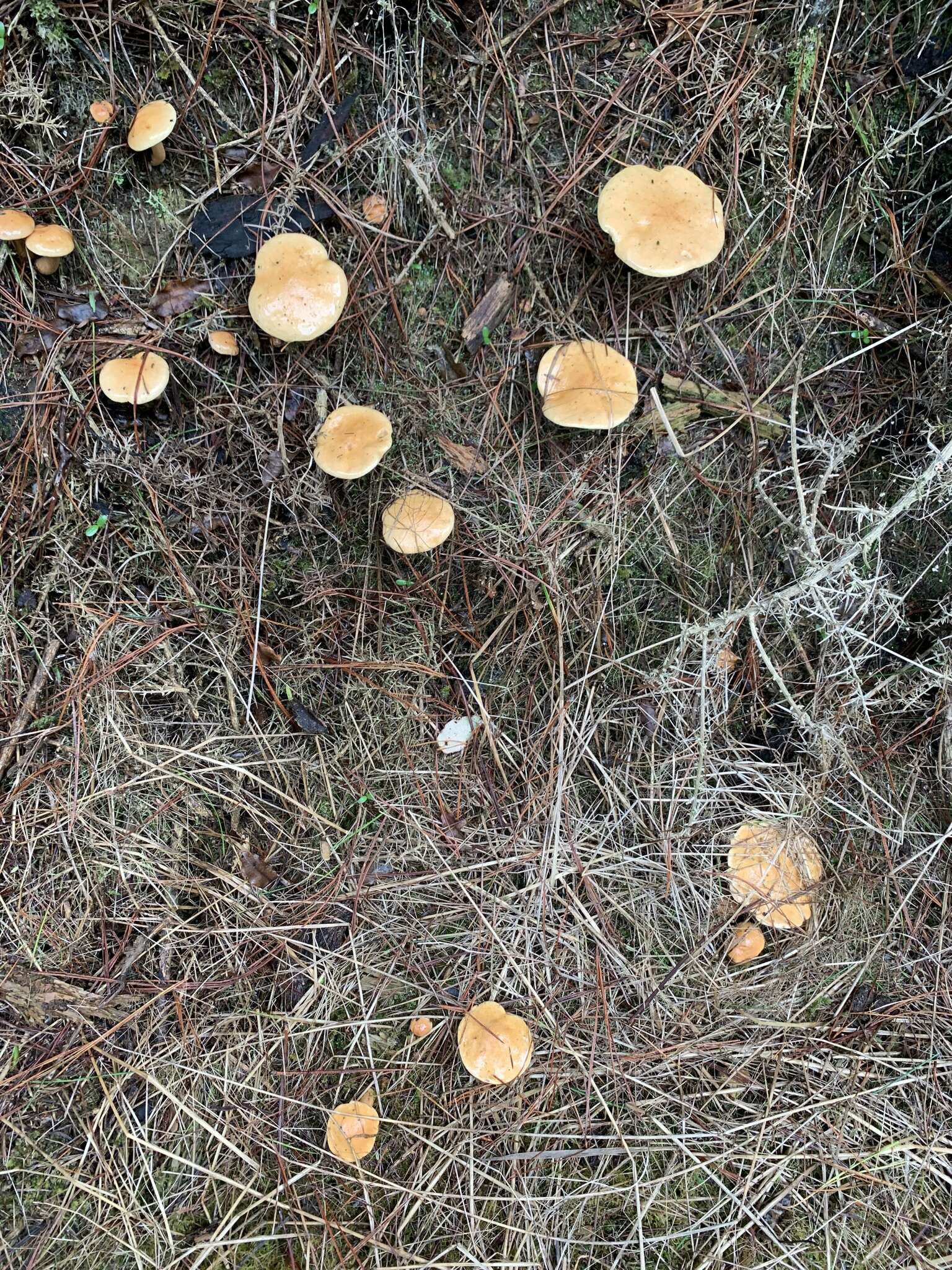 Image of Suillus bovinus (L.) Roussel 1796