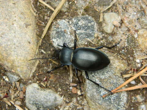 Image of Carabus (Oreocarabus) glabratus Paykull 1790