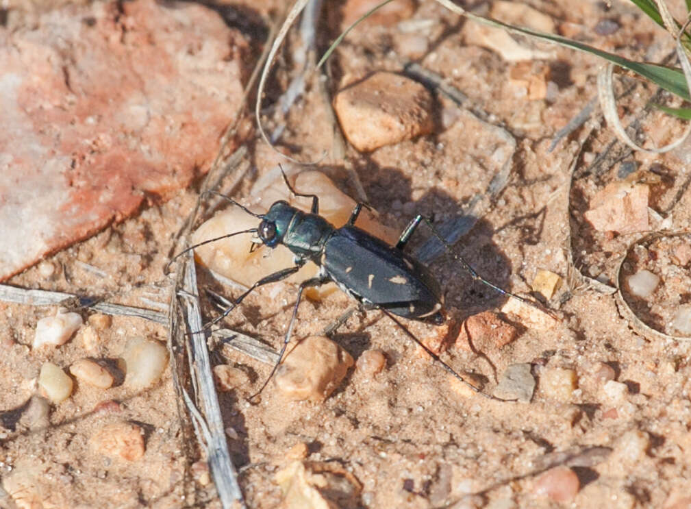 Image of Cicindela (Cicindelidia) obsoleta vulturina Le Conte 1853