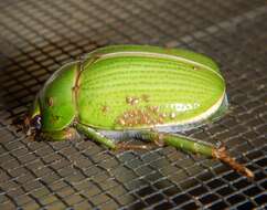 Image of Granny Smith Beetle