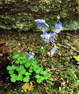 Image of Aquilegia parviflora Ledeb.