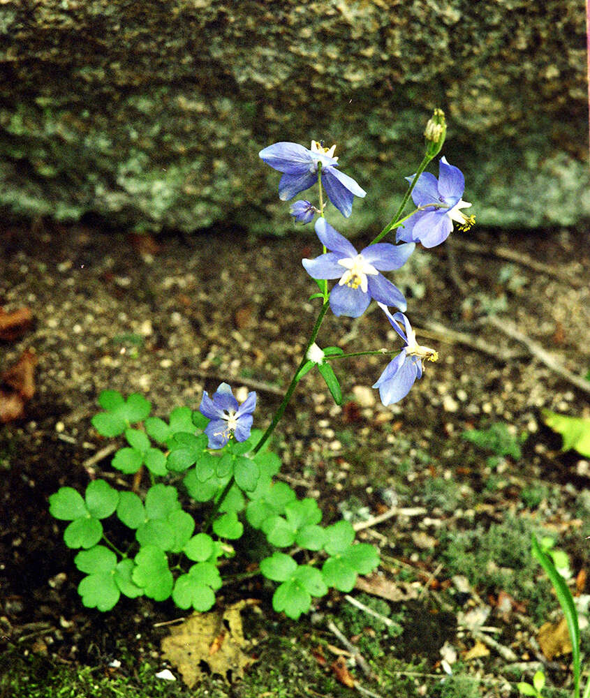 Image of Aquilegia parviflora Ledeb.