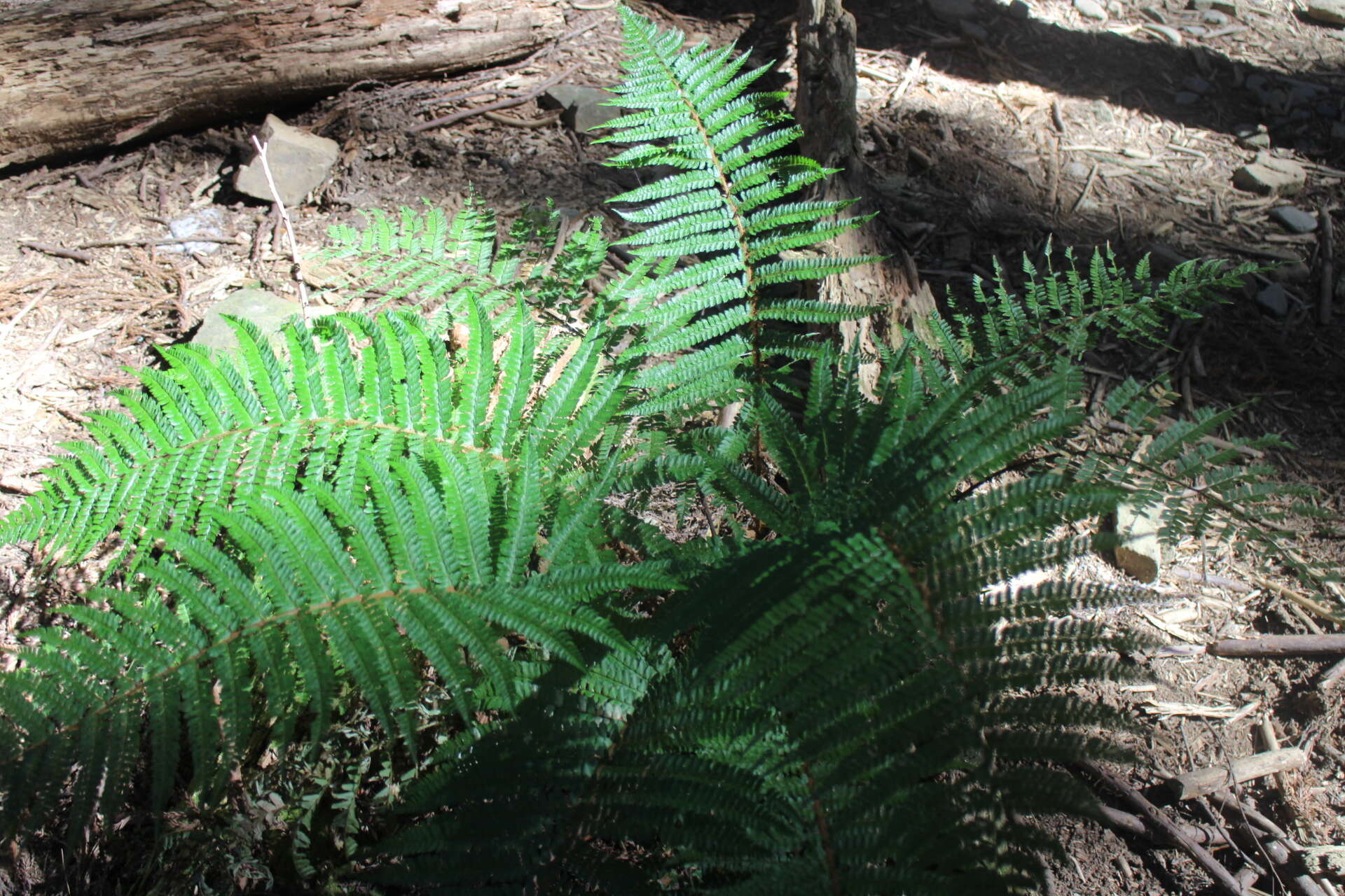 Image de Polystichum parvipinnulum Tag.