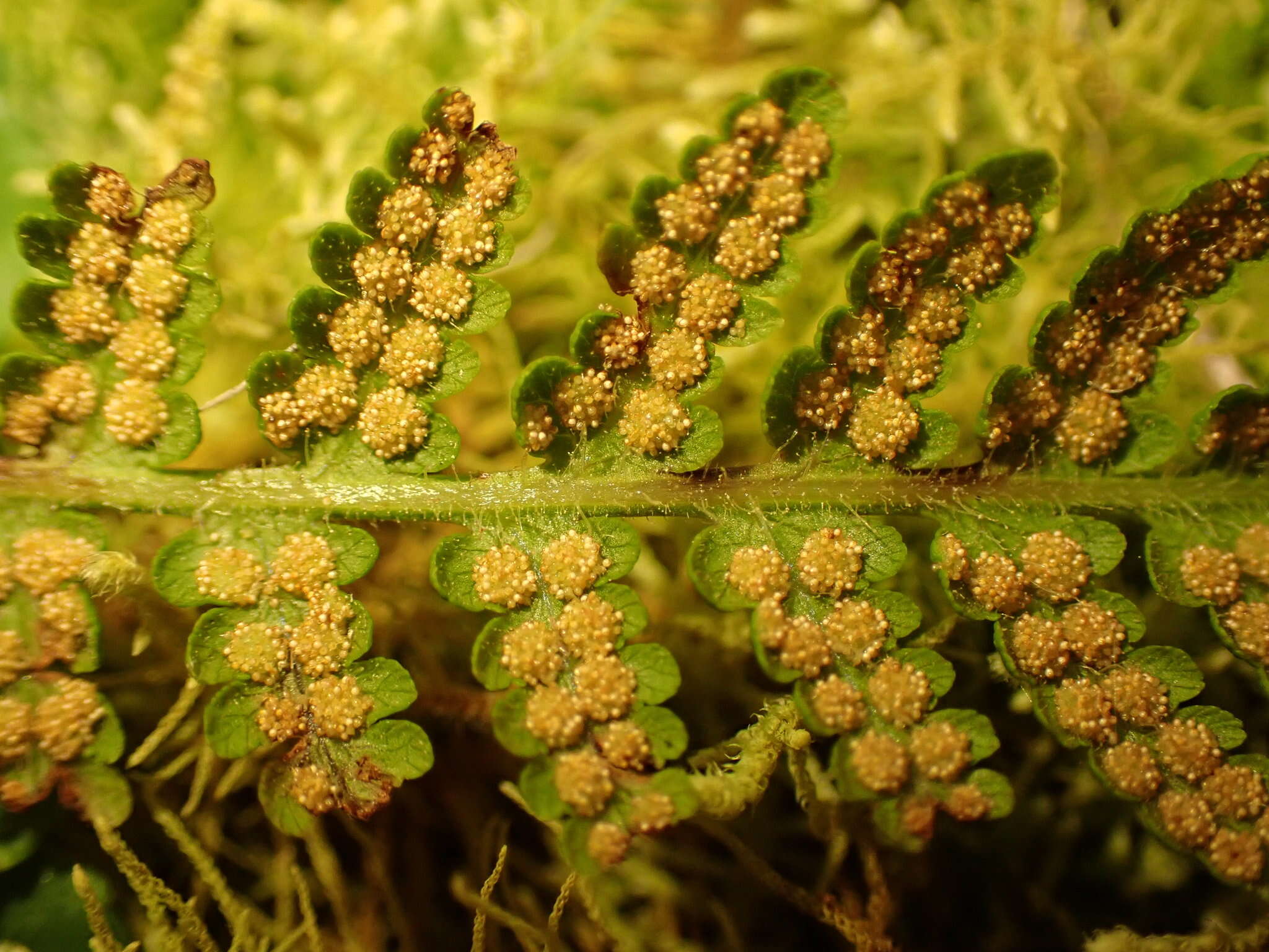 Image of Hypolepis resistens (Kunze) Hook.