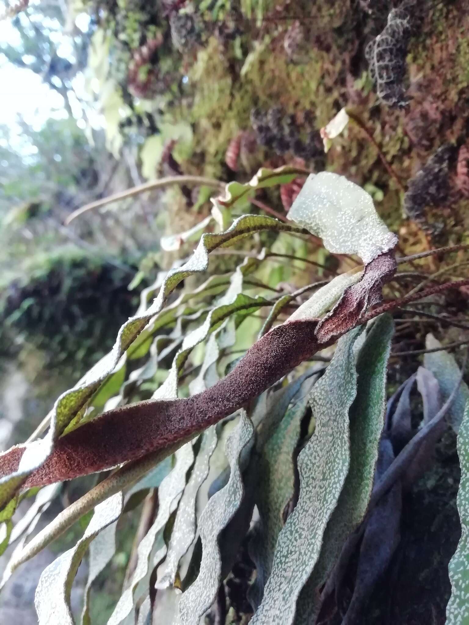 Слика од <i>Elaphoglossum fonki</i>