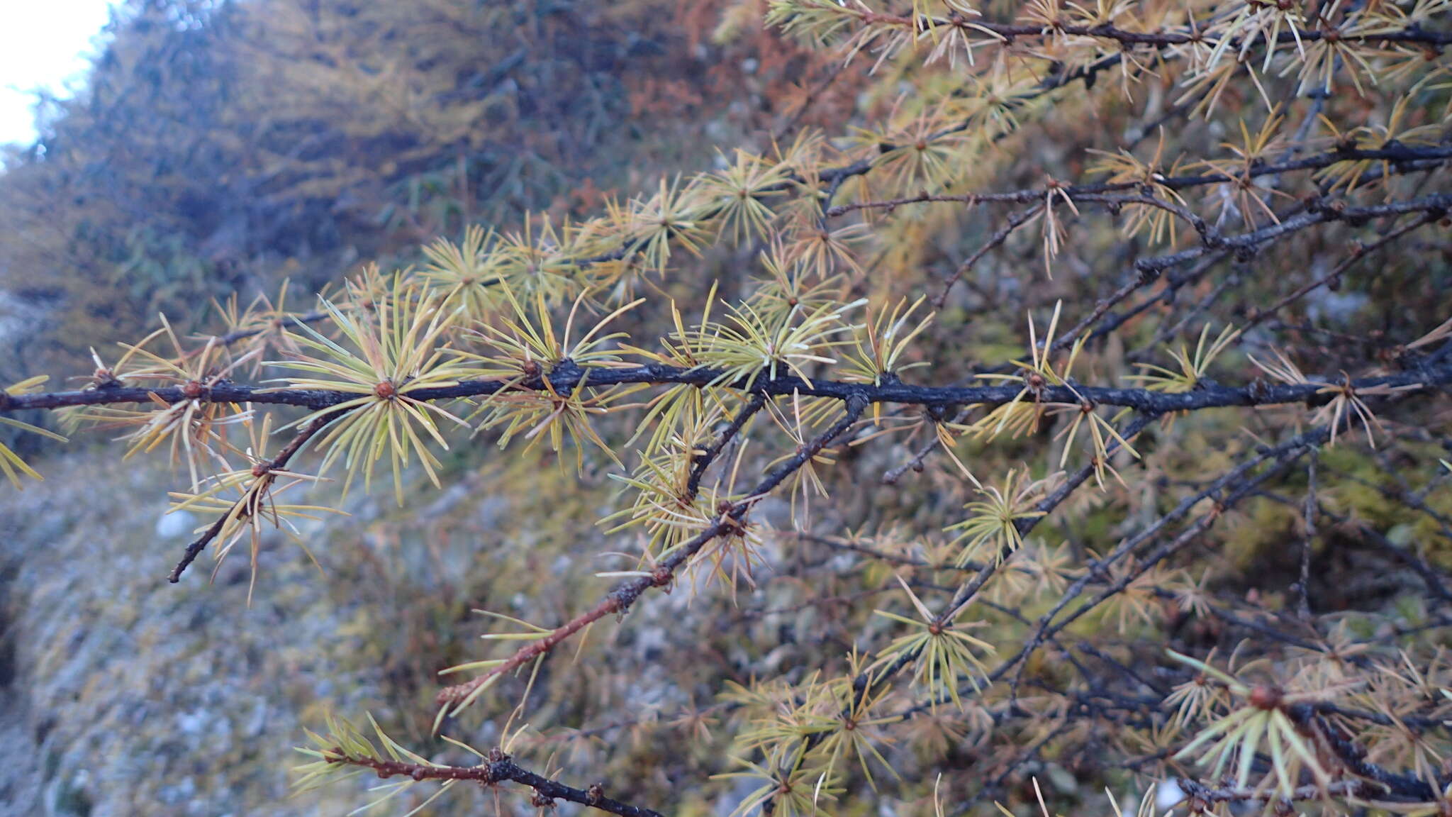 Image of Sikkim Larch