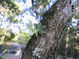 Image de Lankesterella ceracifolia (Barb. Rodr.) Mansf.